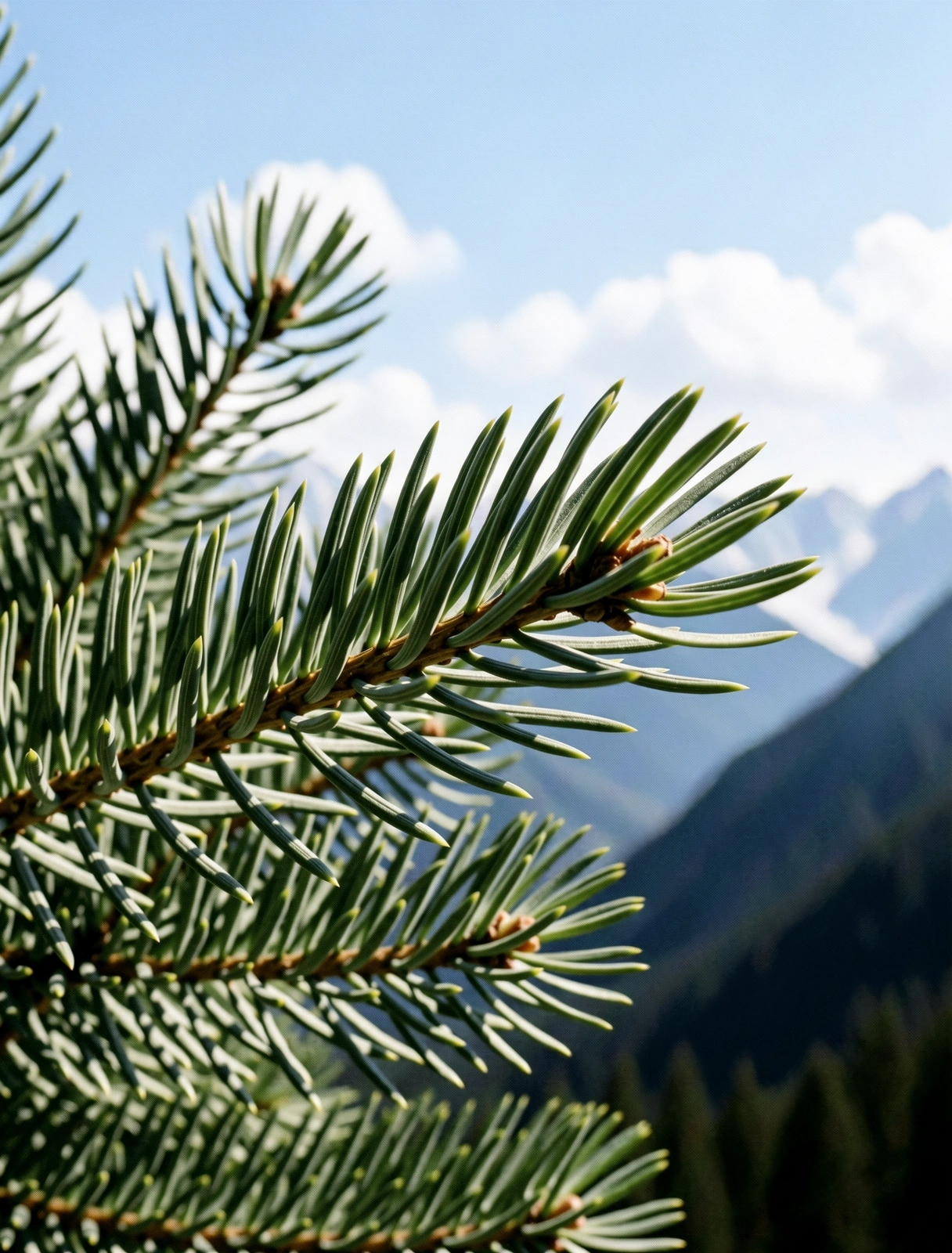 Alpine Vitality Architektur
